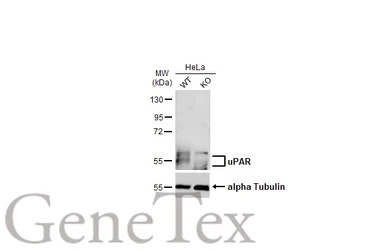 Anti-uPAR antibody used in Western Blot (WB). GTX100467