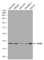 Anti-Rad51 antibody [N1C2] used in Western Blot (WB). GTX100469