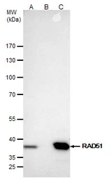 Anti-Rad51 antibody [N1C2] used in Immunoprecipitation (IP). GTX100469