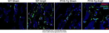Anti-HDAC1 antibody used in IHC (Frozen sections) (IHC-Fr). GTX100513