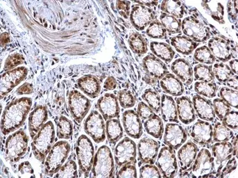 Anti-HDAC1 antibody used in IHC (Paraffin sections) (IHC-P). GTX100513