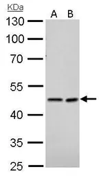 Anti-NDRG1 antibody used in Western Blot (WB). GTX100537