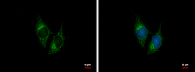 Anti-BNP antibody [N1C3] used in Immunocytochemistry/ Immunofluorescence (ICC/IF). GTX100538