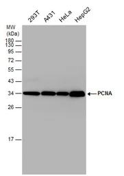 Anti-PCNA antibody used in Western Blot (WB). GTX100539