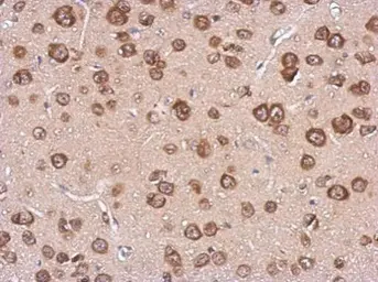 Anti-Cystatin F antibody used in IHC (Paraffin sections) (IHC-P). GTX100613