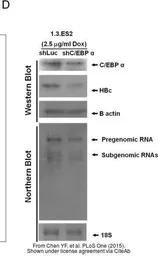 Anti-C/EBP alpha antibody [N1], N-term used in Western Blot (WB). GTX100674