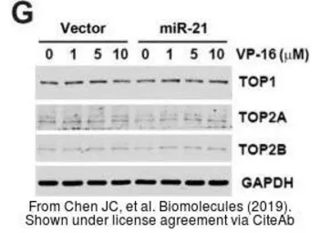 Anti-Topoisomerase II alpha antibody [C3], C-term used in Western Blot (WB). GTX100689