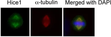 Anti-Hice1 antibody used in Immunocytochemistry/ Immunofluorescence (ICC/IF). GTX100735