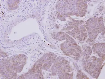 Anti-PRX II antibody used in IHC (Paraffin sections) (IHC-P). GTX100747