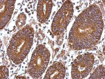 Anti-Laminin beta 1 antibody used in IHC (Paraffin sections) (IHC-P). GTX100787