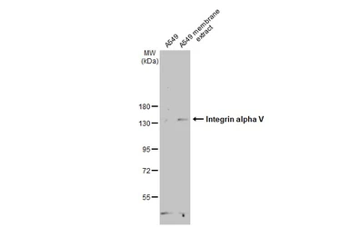 Anti-Integrin alpha V antibody [C2C3], C-term used in Western Blot (WB). GTX100789