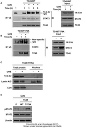 Anti-14-3-3 sigma antibody used in Western Blot (WB). GTX100801