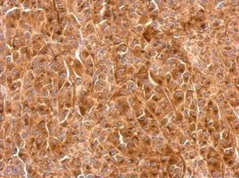 Anti-Granulins antibody used in IHC (Paraffin sections) (IHC-P). GTX100803