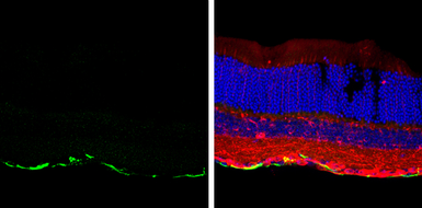 Anti-GFAP antibody used in IHC (Frozen sections) (IHC-Fr). GTX100850