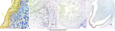 Anti-BMP4 antibody used in IHC (Paraffin sections) (IHC-P). GTX100875