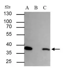 Anti-SEC13L1 antibody [N1C3] used in Immunoprecipitation (IP). GTX101055