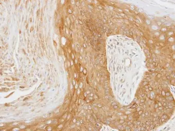 Anti-14-3-3 zeta antibody used in IHC (Paraffin sections) (IHC-P). GTX101075
