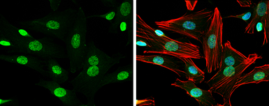 Anti-Neuregulin-1 antibody used in Immunocytochemistry/ Immunofluorescence (ICC/IF). GTX101117
