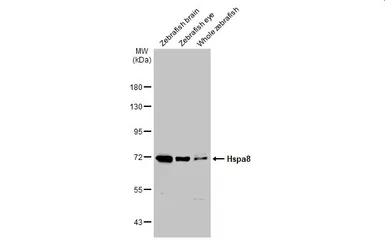 Anti-HSC70 antibody used in Western Blot (WB). GTX101144