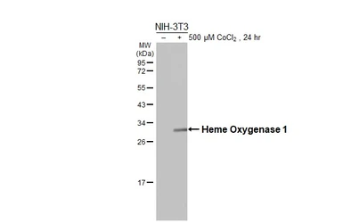 Anti-Heme Oxygenase 1 antibody used in Western Blot (WB). GTX101147