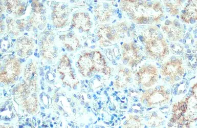 Anti-Galactosylceramidase antibody [N3C3] used in IHC (Paraffin sections) (IHC-P). GTX101197