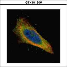 Anti-Filamin B antibody [N1], N-term used in Immunocytochemistry/ Immunofluorescence (ICC/IF). GTX101206