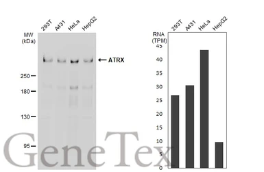 Anti-ATRX antibody [C3], C-term used in Western Blot (WB). GTX101310