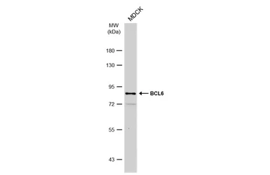 Anti-BCL6 antibody [N2C1], Internal used in Western Blot (WB). GTX101338