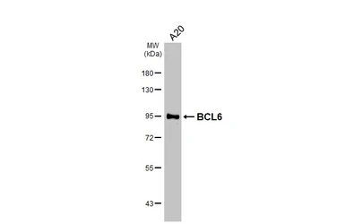 Anti-BCL6 antibody [N2C1], Internal used in Western Blot (WB). GTX101338