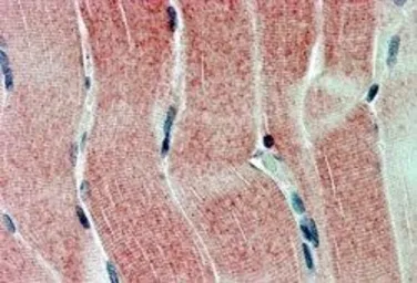 Anti-SIRT4 antibody used in IHC (Paraffin sections) (IHC-P). GTX10140