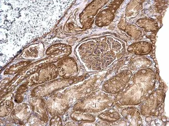 Anti-Aldolase A antibody used in IHC (Paraffin sections) (IHC-P). GTX101408