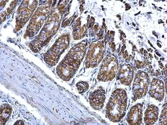 Anti-ALDH2 antibody used in IHC (Paraffin sections) (IHC-P). GTX101429