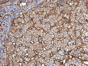 Anti-Apolipoprotein E antibody used in IHC (Paraffin sections) (IHC-P). GTX101456