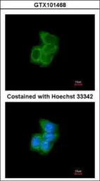 Anti-PDI antibody [N1N3] used in Immunocytochemistry/ Immunofluorescence (ICC/IF). GTX101468