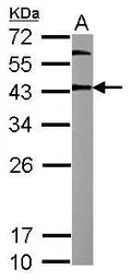 Anti-Oct4 antibody used in Western Blot (WB). GTX101497