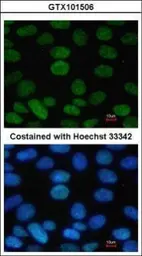 Anti-SOX2 antibody used in Immunocytochemistry/ Immunofluorescence (ICC/IF). GTX101506