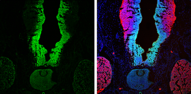 Anti-SOX2 antibody [N1C3] used in IHC (Frozen sections) (IHC-Fr). GTX101507