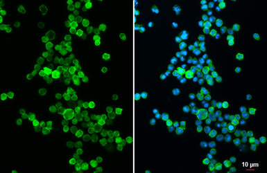 Anti-CD19 antibody [C1C3] used in Immunocytochemistry/ Immunofluorescence (ICC/IF). GTX101512