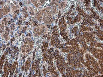 Anti-ODC antibody [N3C3] used in IHC (Paraffin sections) (IHC-P). GTX101521