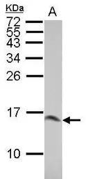 Anti-Galectin 1 antibody used in Western Blot (WB). GTX101566