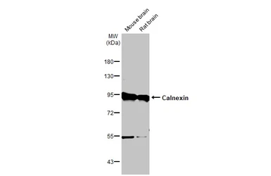 Anti-Calnexin antibody [N3C2], Internal used in Western Blot (WB). GTX101676