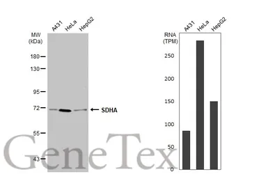 Anti-SDHA antibody used in Western Blot (WB). GTX101689