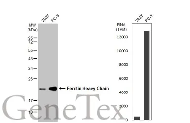 Anti-Ferritin Heavy Chain antibody [N1C3] used in Western Blot (WB). GTX101733