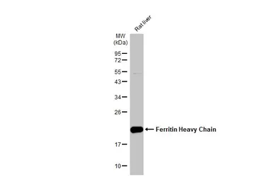 Anti-Ferritin Heavy Chain antibody [N1C3] used in Western Blot (WB). GTX101733