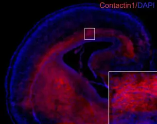 Anti-Contactin 1 antibody used in IHC (Frozen sections) (IHC-Fr). GTX101735