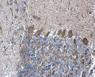 Anti-RPL5 antibody used in IHC (Paraffin sections) (IHC-P). GTX101821