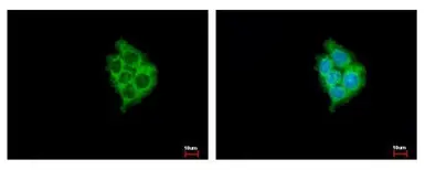 Anti-MIA3 antibody [N1], N-term used in Immunocytochemistry/ Immunofluorescence (ICC/IF). GTX101827