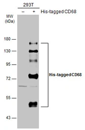 Anti-CD68 antibody used in Western Blot (WB). GTX101866