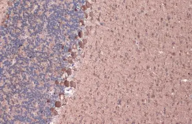 Anti-GAD67 antibody used in IHC (Paraffin sections) (IHC-P). GTX101881