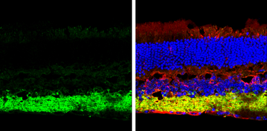 Anti-VGAT antibody [N1N2], N-term used in IHC (Frozen sections) (IHC-Fr). GTX101908